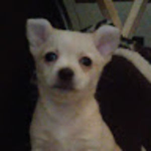 Meet your Posher, Rico